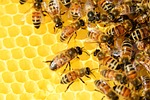 bees-326337_150-326337 bees, hive, insects, macro, honey bees, winged insects, beehive, honey, swarm of bees, wings, stripes, brood, hymenoptera, entomology, beekeeping, close up, world bee day, yellow, bees, bees, bees, bees, honey bees, honey, honey, honey, honey, honey